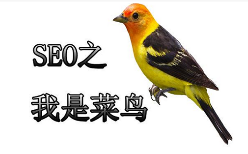 犊牛岛厂家SEO顾问_炽绎SEO_见效付费(图2) 犊牛岛厂家SEO顾问_炽绎SEO_见效付费(图2)